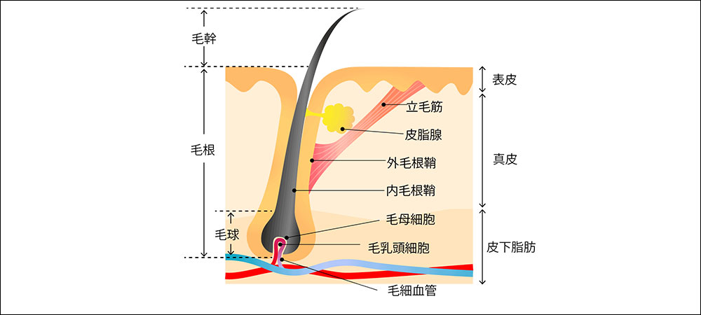 髪の成長